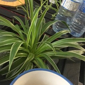 Meet your Posher, Fatima